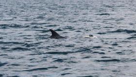 Delfín visto en aguas gallegas en una imagen de archivo