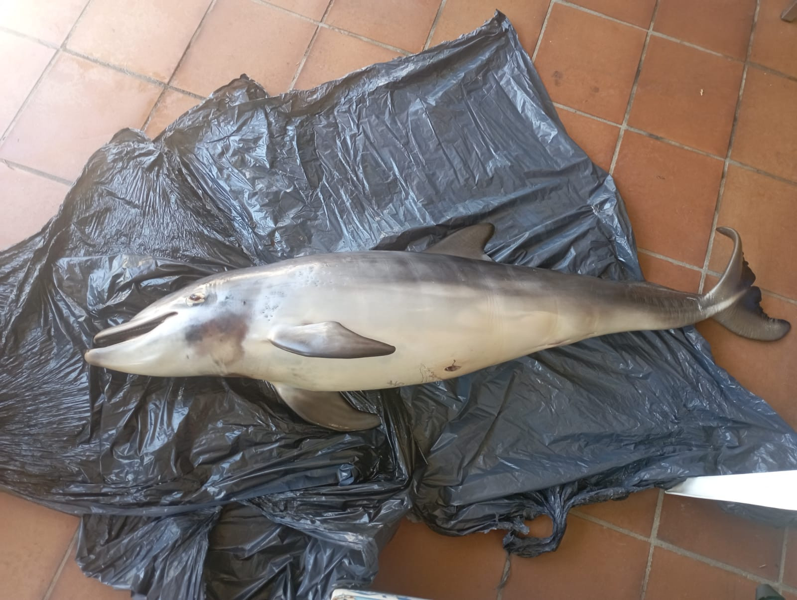 El cuerpo sin vida del arroaz. Foto: Cemma