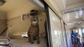 Imagen de archivo de un gato viajando en tren.