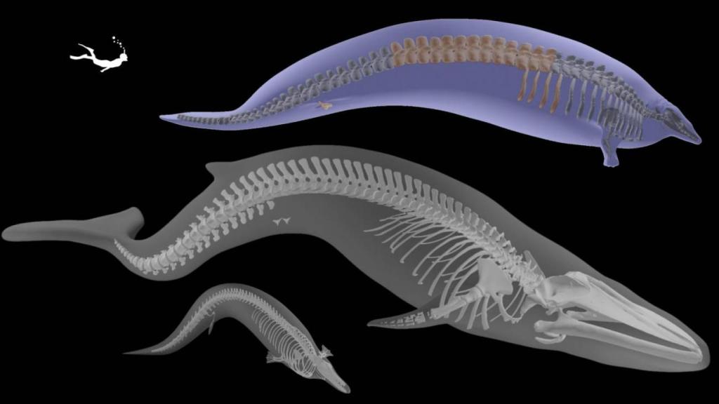 Un equipo internacional ha creado el modelo 3D de una nueva especie de cetáceo arcaico.