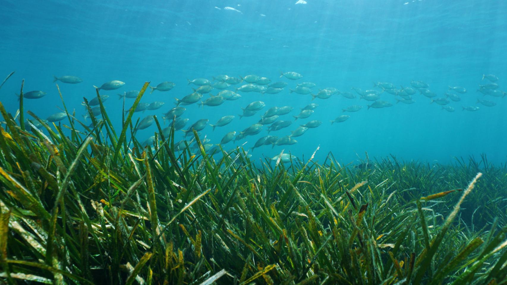 Posidonia: uno de los mayores tesoros del Mediterráneo en peligro