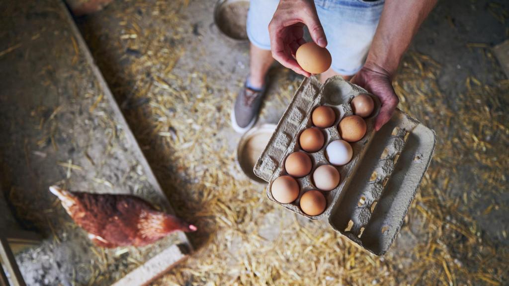 Huevos de pequeñas granjas orgánicas.