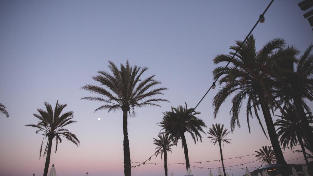 La luna y las palmeras, testigos de las cenas en Beachhouse Ibiza