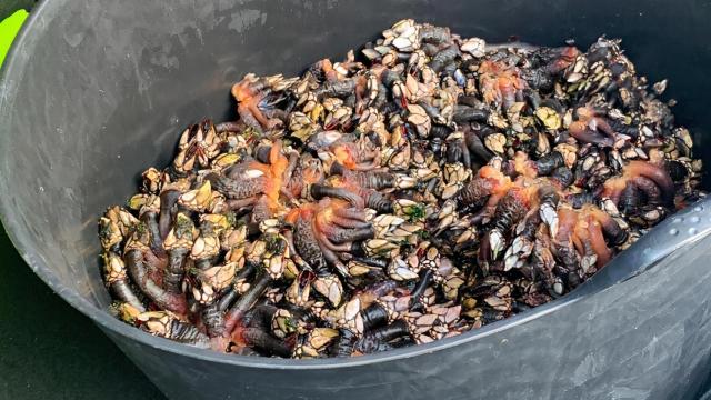 Percebes decomisados en A Coruña.