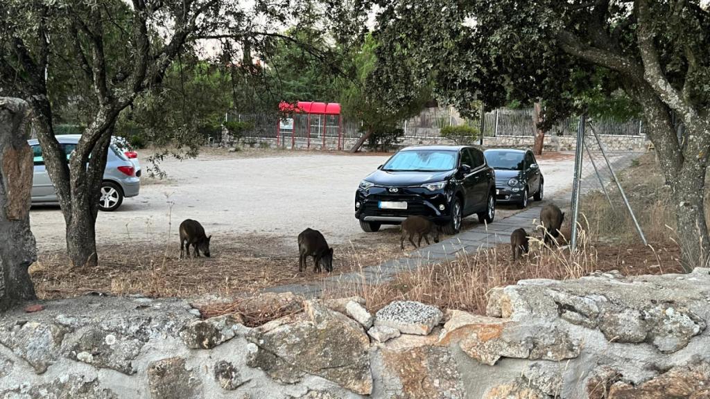 El grupo de jabalíes paseando por un descampado de la urbanización.