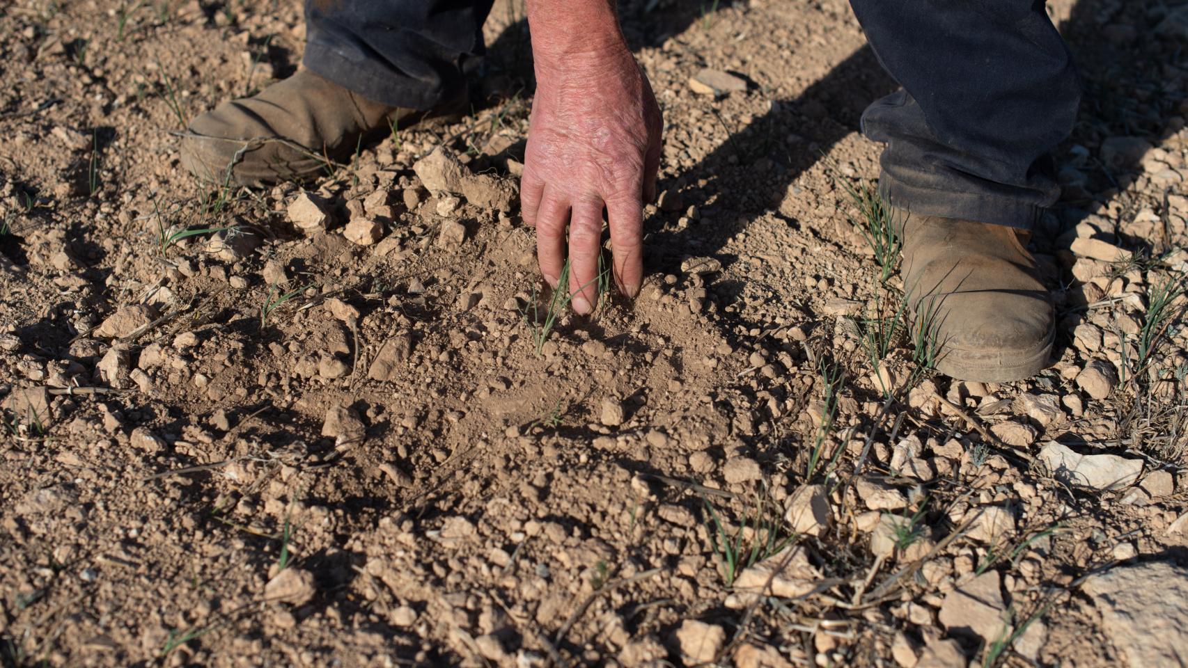 Un agricultor muestra la tierra seca.