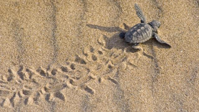 Voluntarios custodiarán el primer nido de tortuga boba del sur de la provincia de Alicante