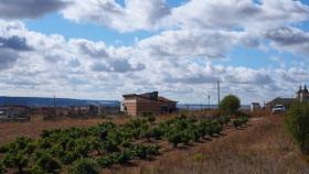 Viñedos en Cigales