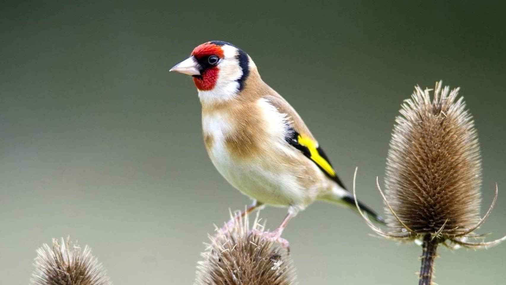 El silvestrismo es la afición a la captura y cuidados en cautividad de ciertos pájaros con el fin de adiestrarlo al canto