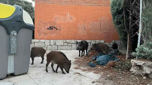 Un grupo de jabalíes en la urbanización La Berzosa, en Hoyo de Manzanares (Madrid).
