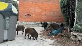 Un grupo de jabalíes en la urbanización La Berzosa, en Hoyo de Manzanares (Madrid).
