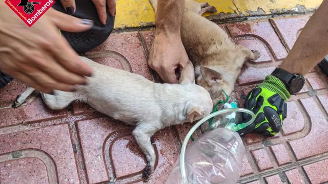 Los dos perros, atendidos por los bomberos.