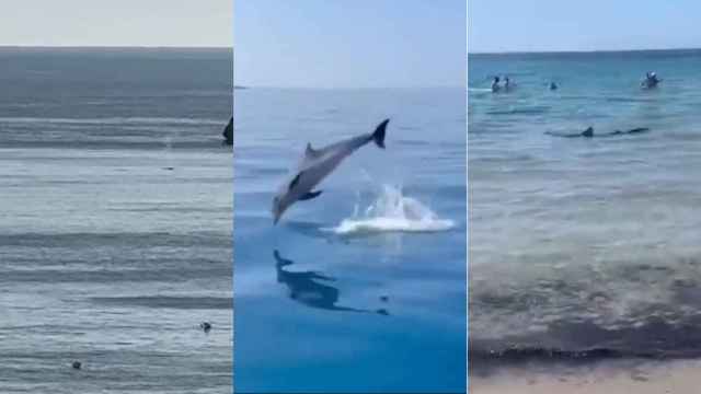 A la izquierda, las ballenas avistadas en Xàbia, en el centro, un delfín en Guardamar, y a la derecha, un tiburón en la orilla de Orihuela Costa.