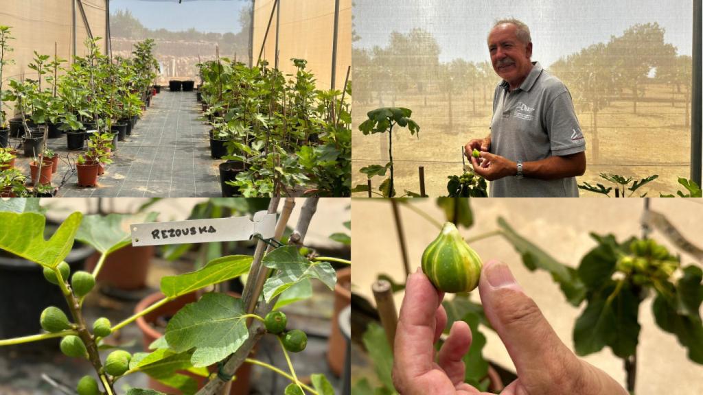 Una variedad ucraniana dentro de uno de los invernaderos