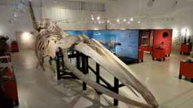 El Museo de Ciencias Naturales (MCNLY) alberga el esqueleto de una ballena. GDR Montes de Toledo