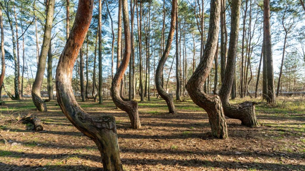 Imagen de archivo de los árboles del 'Krzywy Las', el bosque torcido que se erige a las afueras de la ciudad de Gryfino (Polonia)