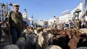 Un rebaño trashumante de cabras y ovejas, en la Puerta del Sol, a 24 de octubre de 2021, en Madrid (España).