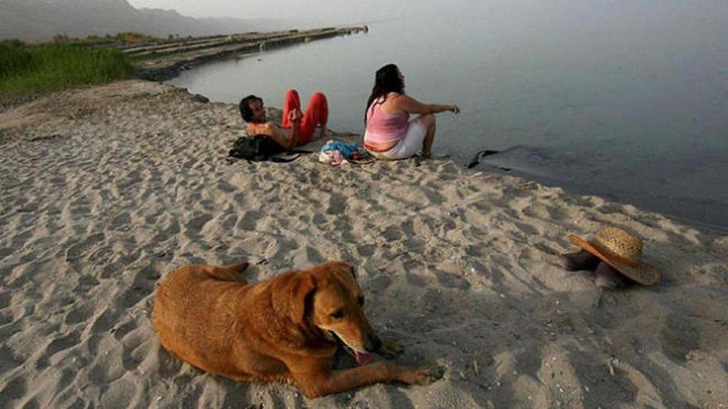 Una pareja junto a su perro en la playa.