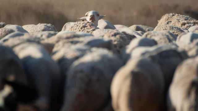 La Comisión Europea flexibiliza las restricciones por la viruela ovina en Castilla-la Mancha