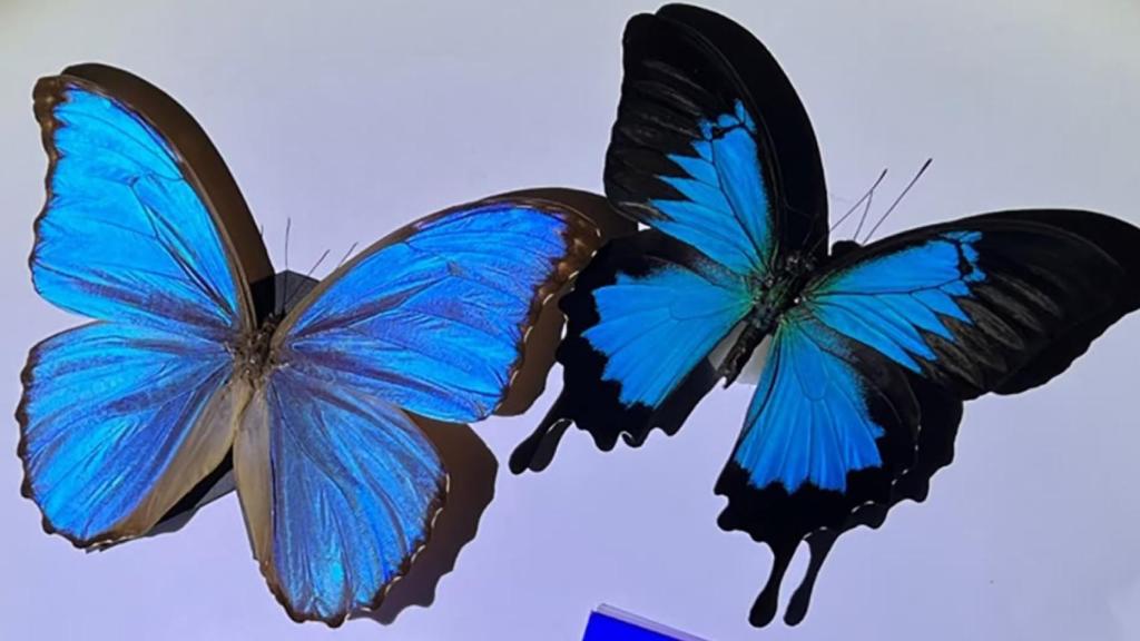 Las mariposas Morphos en las que se inspiraron los científicos