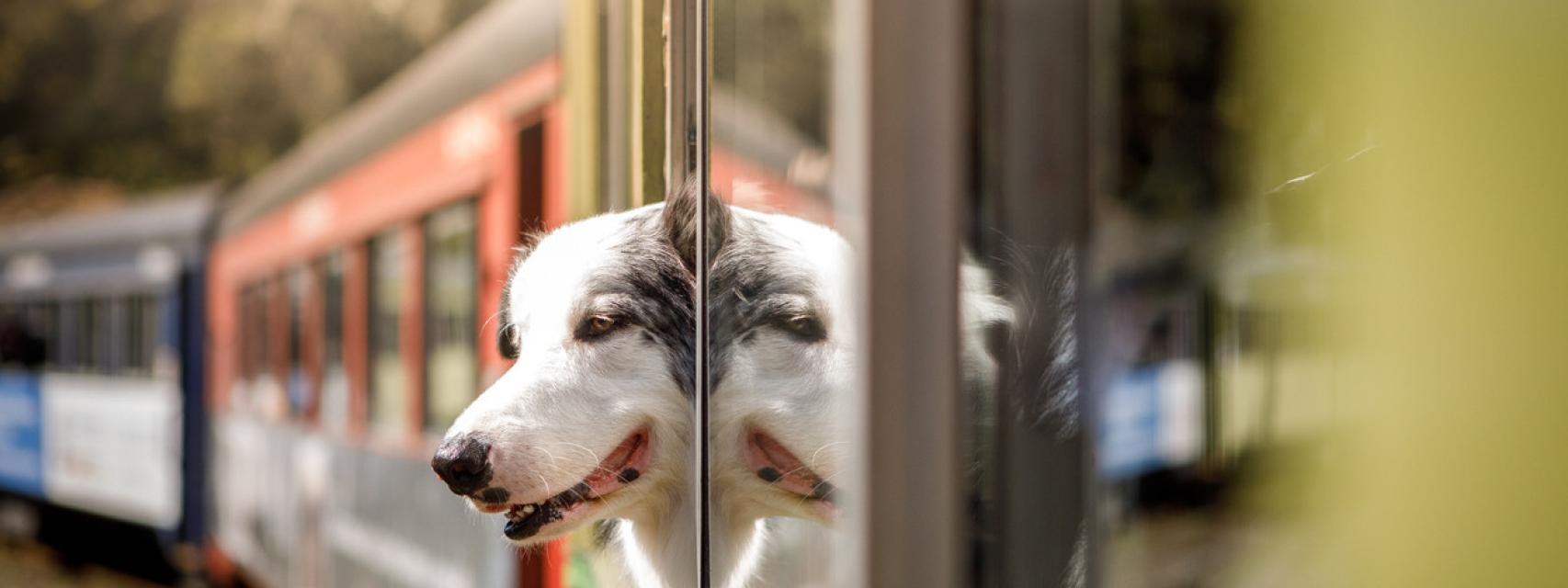 se permiten perros en los trenes de metro