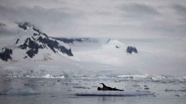 Se ve una foca sobre el hielo que flota cerca de la bahía de Fournier, en la Antártida.