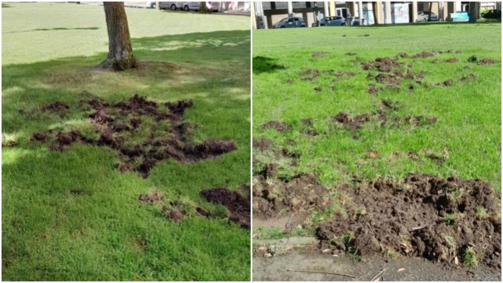 Destrozos causados por los jabalís en Los Rosales.