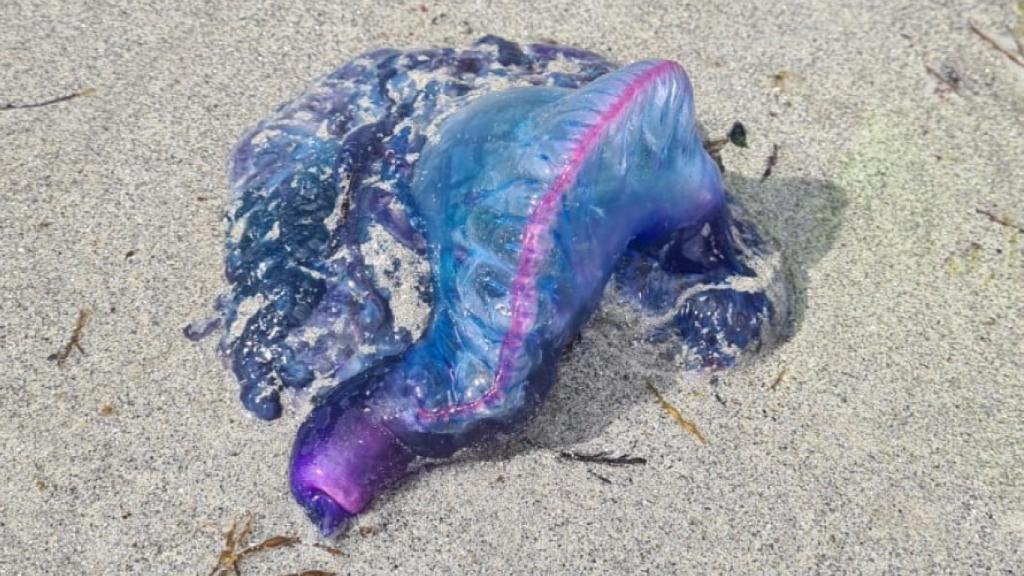 Ejemplar de carabela portuguesa hallado en una playa de Vigo.