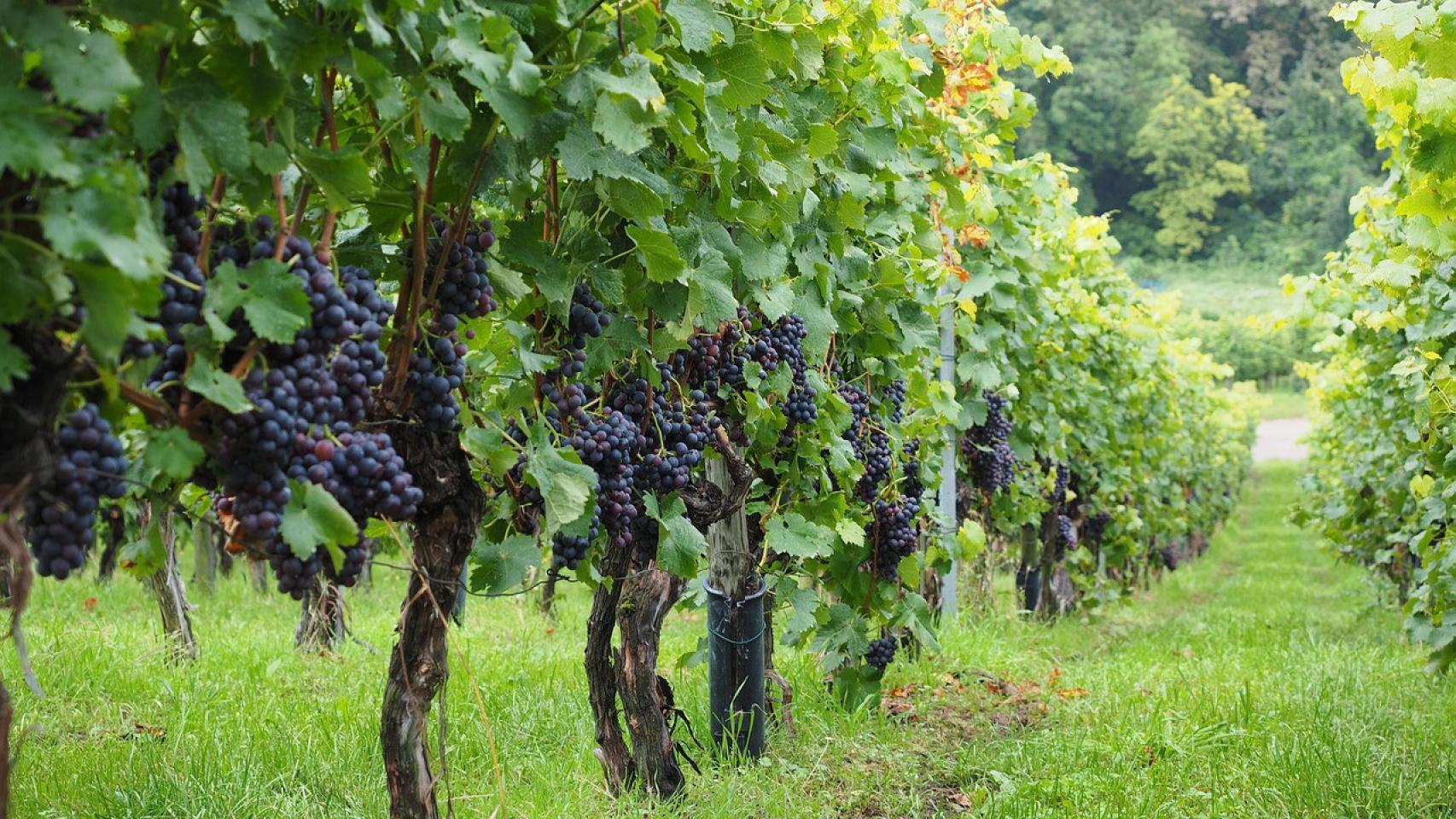 La aplicación para verificar la identidad de los trabajadores en el campo se aplica en la recolección de grandes superficies como en los viñedos.