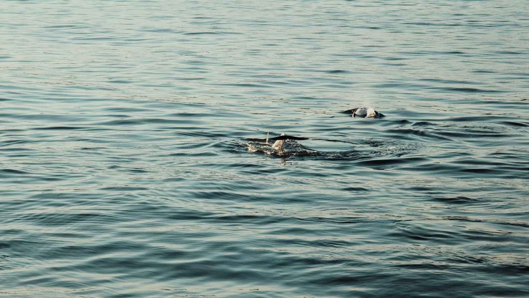 Avistamiento de ballenas en las Islas Cíes.