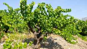 La tercera ola de calor adelanta dos semanas la cosecha de uva en Alicante