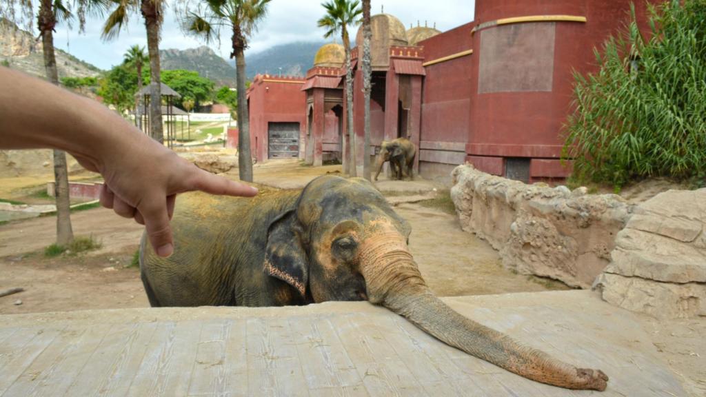 Elefantes Terra Natura Benidorm.