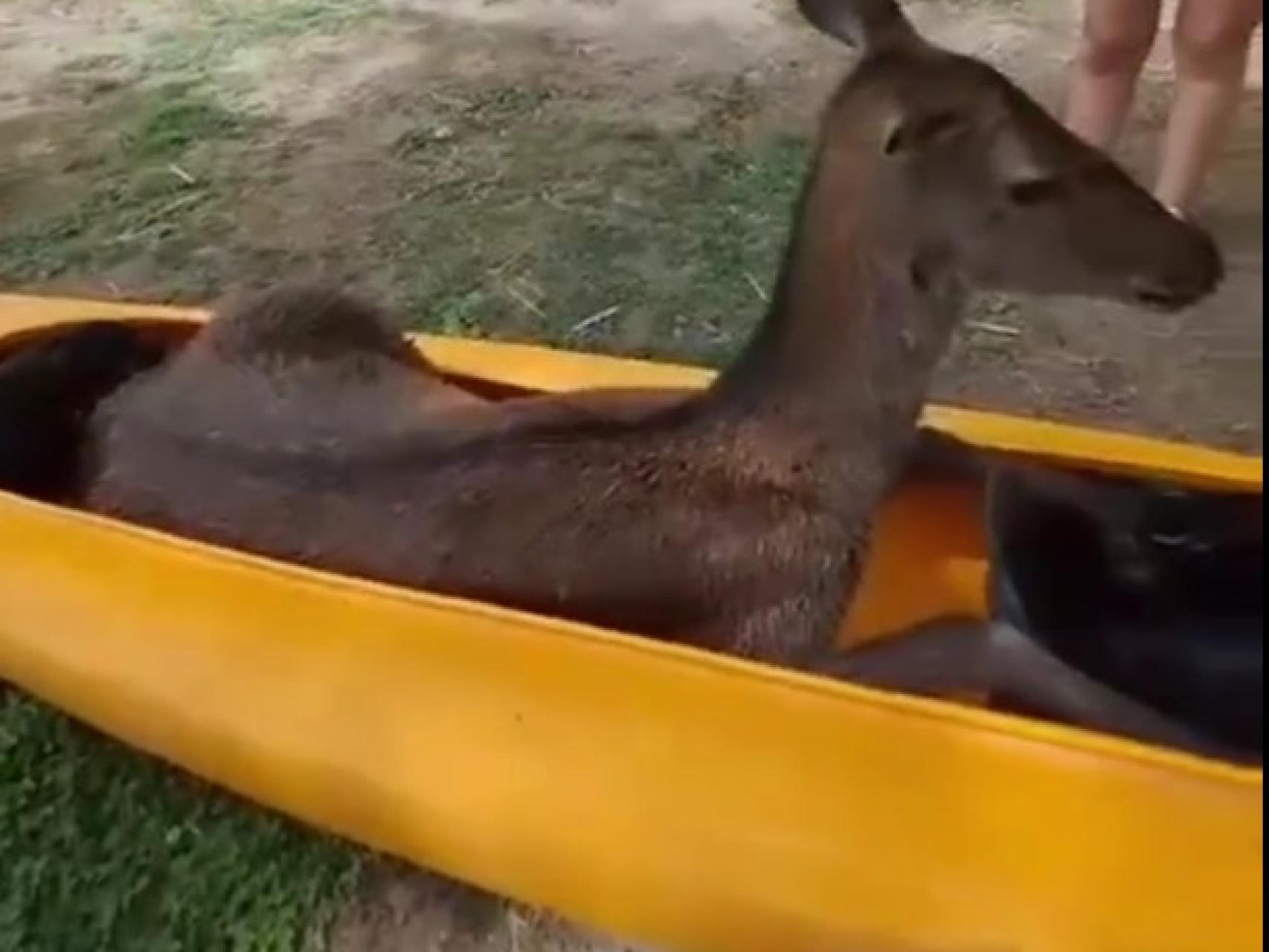 Rescatan con un kayak a una cierva que se había caído a las Lagunas de Ruidera