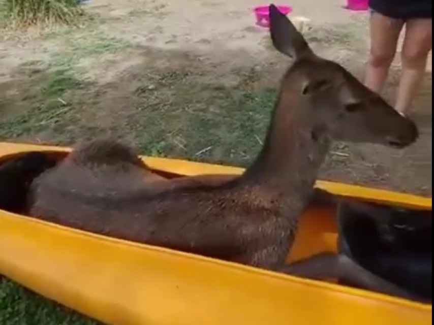 Rescatan con un kayak a una cierva que se había caído a las Lagunas de Ruidera
