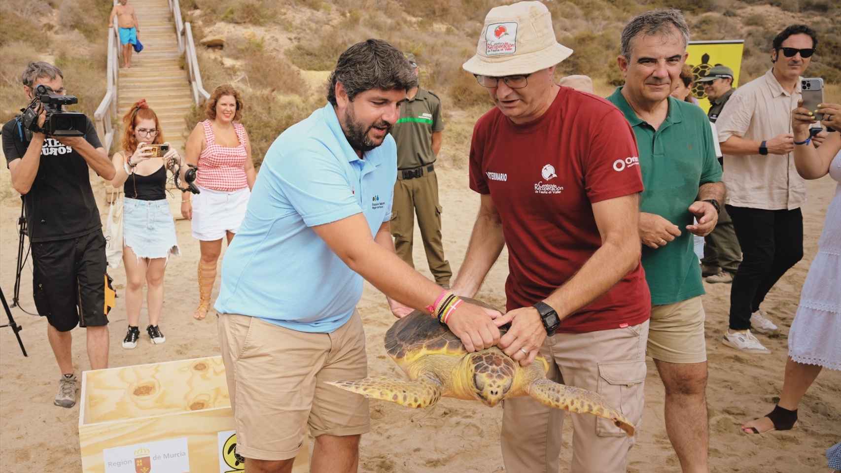 El presidente de Murcia, Fernando López Miras, este jueves, ayudando a liberar una tortuga boba en Cuatro Calas de Águilas.
