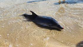 Delfín varado en la playa