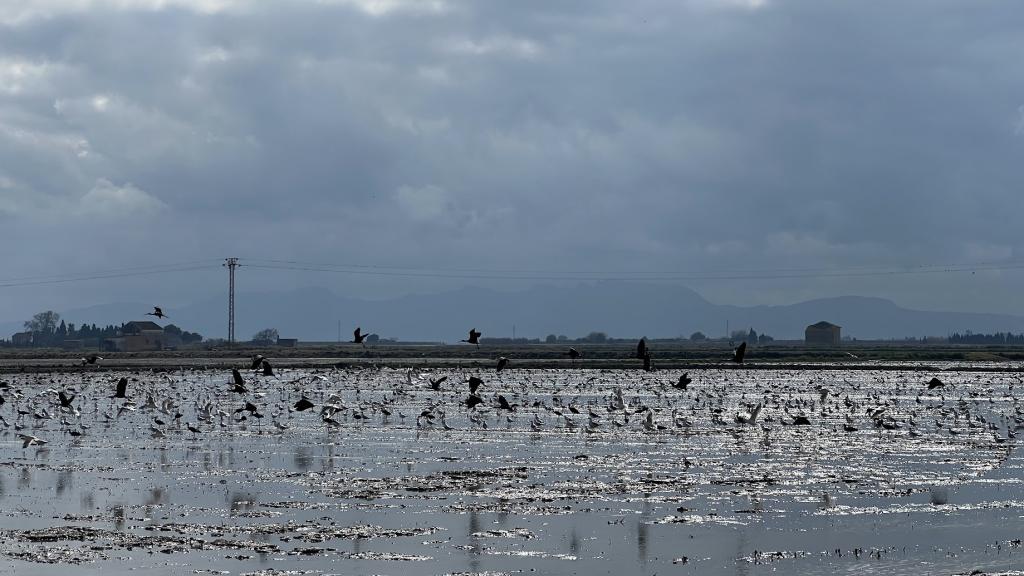 Los campos de arroz de Molino Roca en la Albufera valenciana