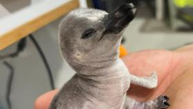 La familia de Mundomar crece con tres pingüinos de Humbolt