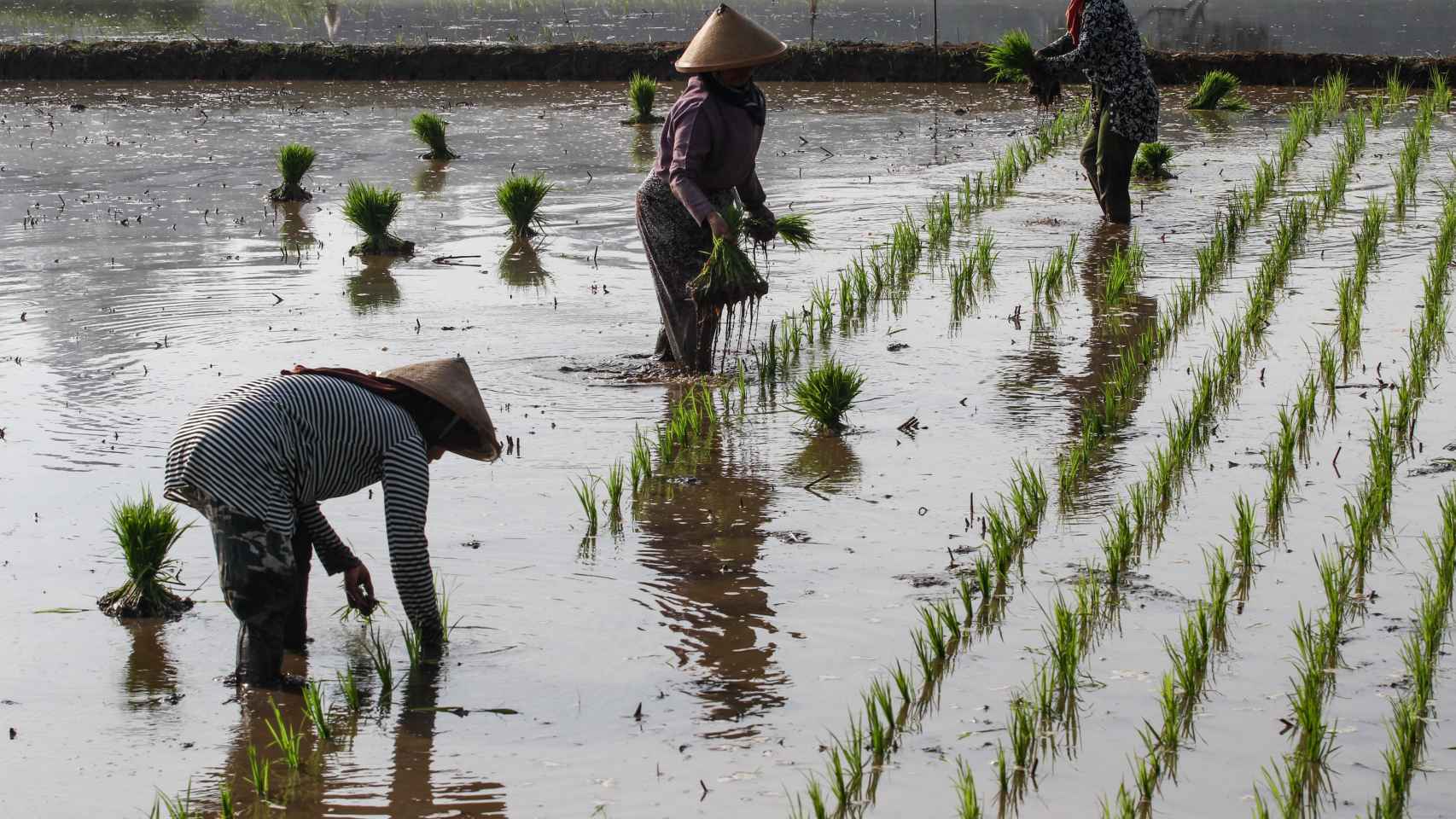 Cultivo de arroz en Asia.