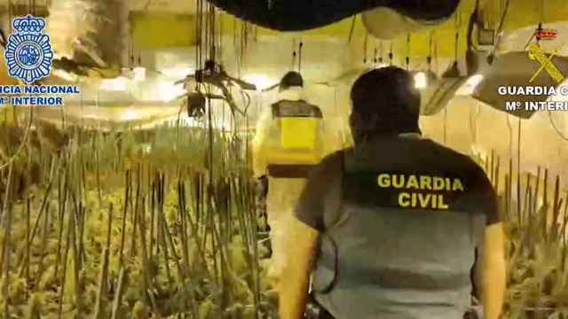 La Policía Nacional y la Guardia Civil han desmantelado una plantación indoor de marihuana en una vivienda unifamiliar de lujo en Madrid.