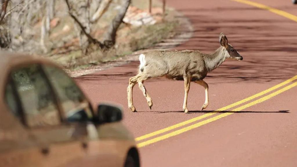 Ciervo cruzando la carretera.