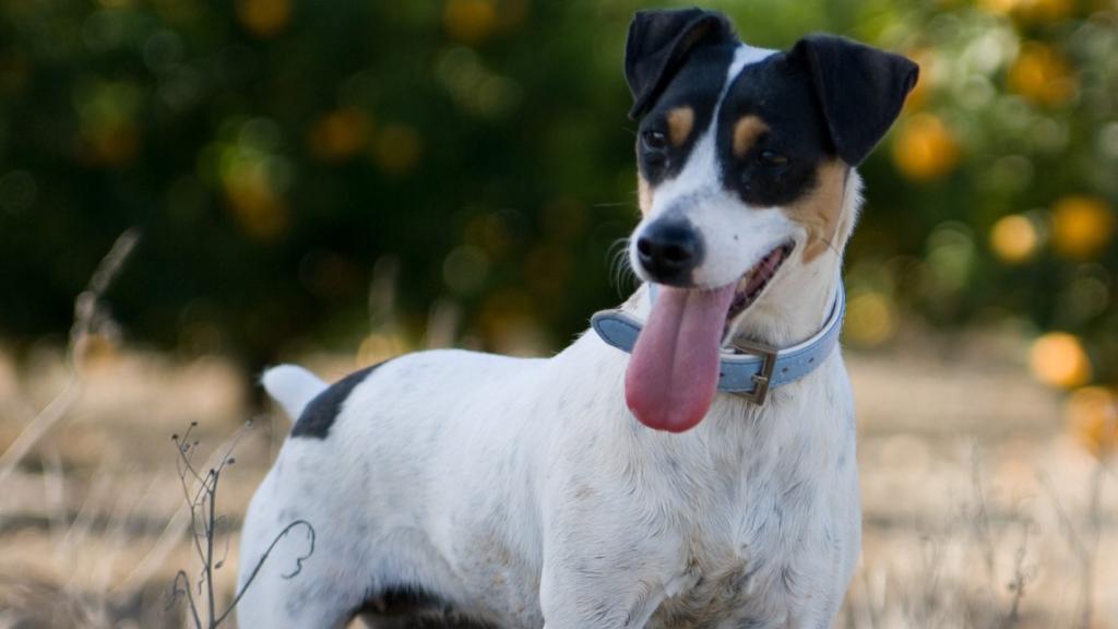 Imagen de archivo de un perro en Andalucía.