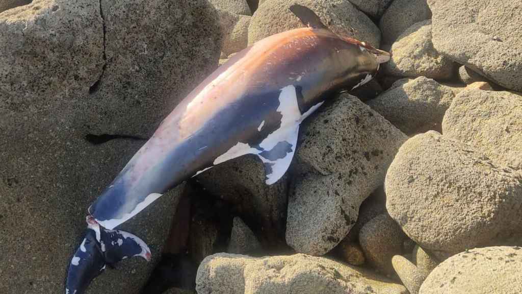 Ejemplar de arroaz hallado en una zona rocosa de la playa de Sinás.