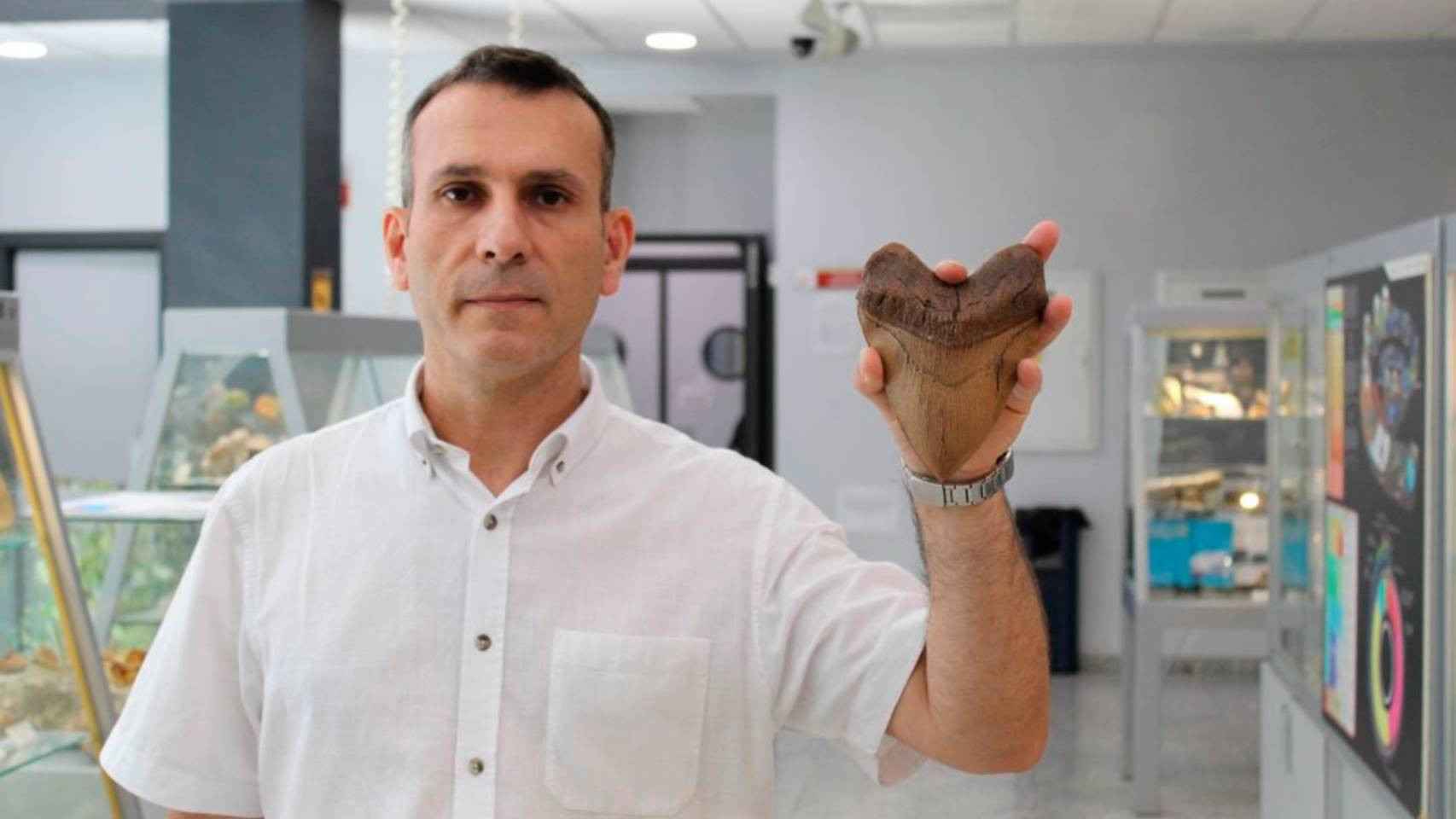 El director del Museo, Antonio Romero, muestra una réplica a tamaño natural de un diente de megalodón.