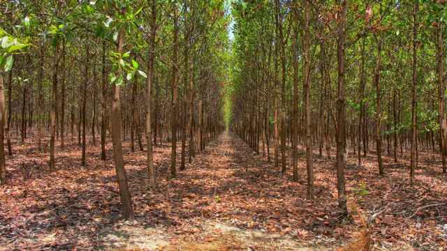 El proyecto Bosques Coporativos, impulsado por Climate Trade.
