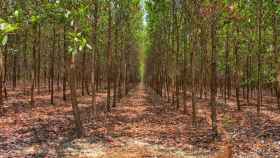 El proyecto Bosques Coporativos, impulsado por Climate Trade.