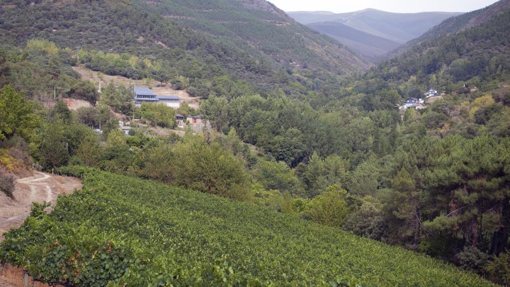 Viñedos con bodega al fondo