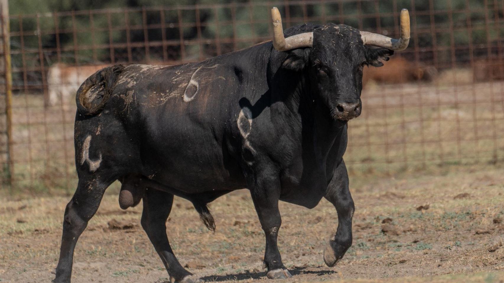 Toro de la Vega 2023