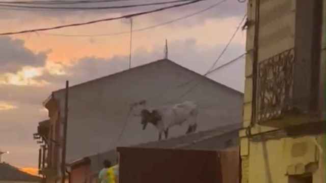 Dos cabestros se suben al tejado de una casa en Villalpando