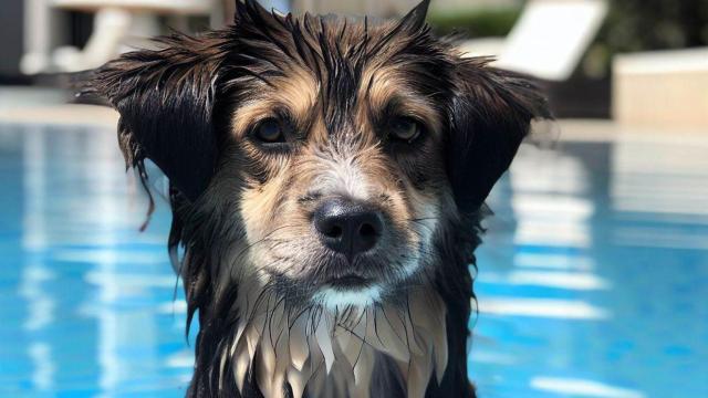 Un perro bañándose en la piscina de un hotel. Imagen generada con inteligencia artificial.